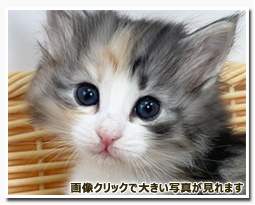 ノルウェージャンフォレストキャット