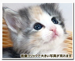 ノルウェージャンフォレストキャット