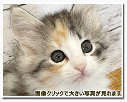 ノルウェージャンフォレストキャット