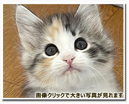 ノルウェージャンフォレストキャット