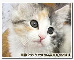 ノルウェージャンフォレストキャット