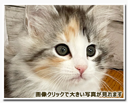 ノルウェージャンフォレストキャット