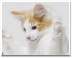 ノルウェージャンフォレストキャット