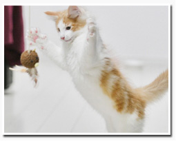 ノルウェージャンフォレストキャット