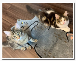 ノルウェージャンフォレストキャット