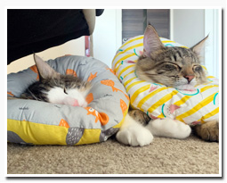 ノルウェージャンフォレストキャット