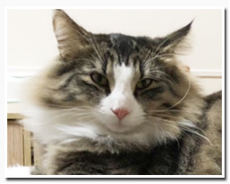 ノルウェージャンフォレストキャット