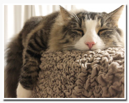 ノルウェージャンフォレストキャット