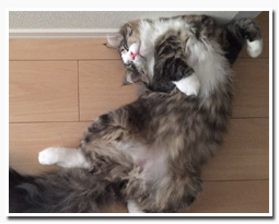 ノルウェージャンフォレストキャット