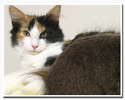 ノルウェージャンフォレストキャット