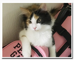 ノルウェージャンフォレストキャット