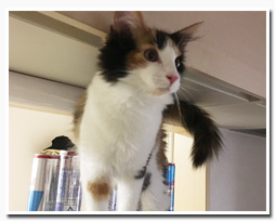 ノルウェージャンフォレストキャット