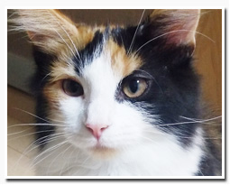 ノルウェージャンフォレストキャット