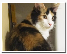 ノルウェージャンフォレストキャット