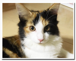 ノルウェージャンフォレストキャット