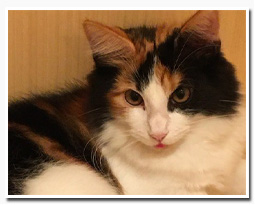 ノルウェージャンフォレストキャット