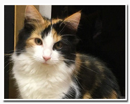 ノルウェージャンフォレストキャット