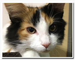 ノルウェージャンフォレストキャット