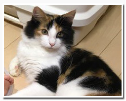 ノルウェージャンフォレストキャット