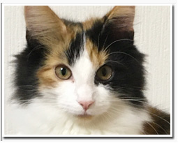 ノルウェージャンフォレストキャット