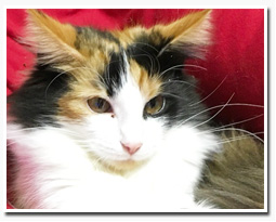 ノルウェージャンフォレストキャット