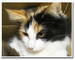 ノルウェージャンフォレストキャット