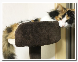 ノルウェージャンフォレストキャット