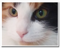 ノルウェージャンフォレストキャット