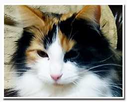 ノルウェージャンフォレストキャット