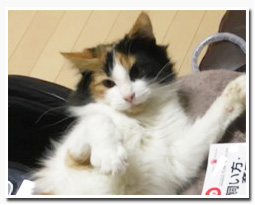 ノルウェージャンフォレストキャット