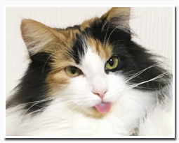 ノルウェージャンフォレストキャット