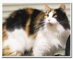 ノルウェージャンフォレストキャット