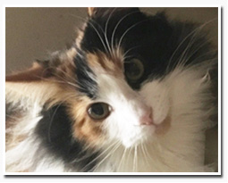 ノルウェージャンフォレストキャット