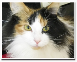 ノルウェージャンフォレストキャット