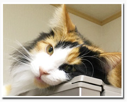 ノルウェージャンフォレストキャット