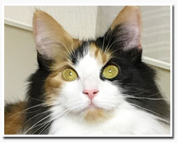 ノルウェージャンフォレストキャット