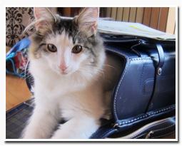 ノルウェージャンフォレストキャット