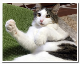 ノルウェージャンフォレストキャット