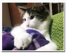 ノルウェージャンフォレストキャット