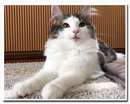 ノルウェージャンフォレストキャット