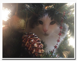 ノルウェージャンフォレストキャット