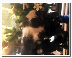 ノルウェージャンフォレストキャット