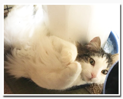 ノルウェージャンフォレストキャット