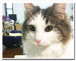 ノルウェージャンフォレストキャット