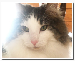 ノルウェージャンフォレストキャット