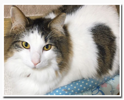 ノルウェージャンフォレストキャット