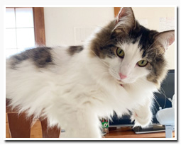 ノルウェージャンフォレストキャット