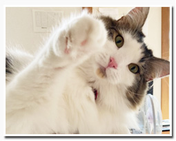 ノルウェージャンフォレストキャット