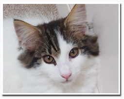 ノルウェージャンフォレストキャット