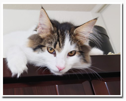 ノルウェージャンフォレストキャット